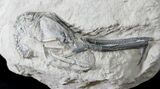 Top Quality Fossil Lobster (Meyeria) - Cretaceous, Isle of Wight #23241-3